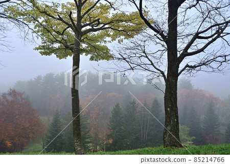 Autumn view 85214766