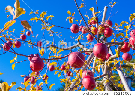 Apple that became a tree in Aomori 85215003