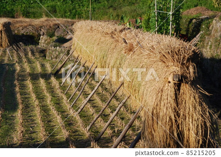 Landscape with rice rack 85215205