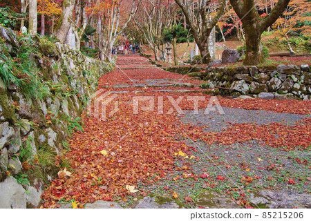 Carpet of autumn leaves 85215206