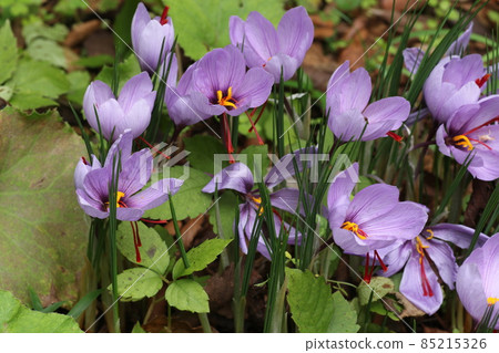 Purple saffron flowers that bloom in early winter 85215326