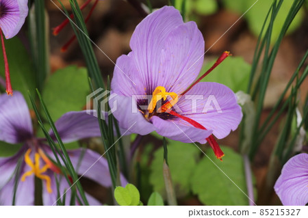 Purple saffron flowers that bloom in early winter Purple saffron flowers that bloom in early winter 85215327