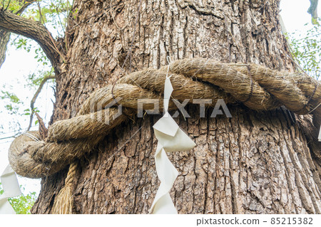 Kyoto Shinboku Shrine Okonogi of Shinboku 85215382