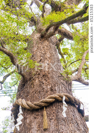 Kyoto Shinboku Shrine Okonogi of Shinboku 85215383