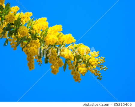 Flower of Fusaacassia Flower of Fusaacassia 85215406