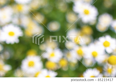 blurred medical roman Chamomile flowers Field texture 85215417