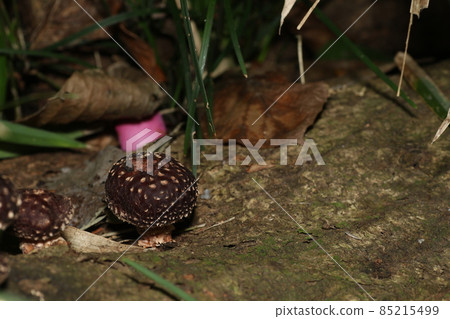 Log Shiitake mushrooms that have begun to stick out their small heads 85215499