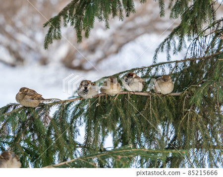 Three Sparrows sits on a fir branch in the autumn or winter Three Sparrows sits on a fir branch in the autumn or winter 85215666