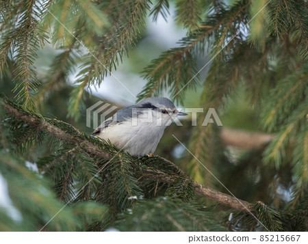 Eurasian nuthatch or wood nuthatch, lat. Sitta europaea, sitting on the fir branch in the forest 85215667
