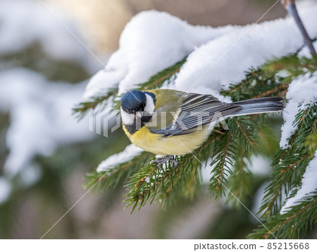 Cute bird Great tit, songbird sitting on the fir branch with snow in winter Cute bird Great tit, songbird sitting on the fir branch with snow in winter 85215668