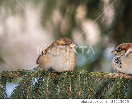Sparrow sits on a fir branch in the sunset light. Sparrow sits on a fir branch in the sunset light. 85215669
