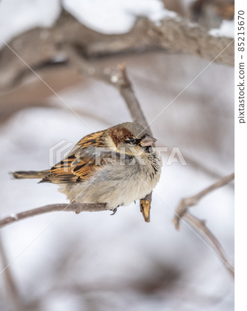Sparrow sits on a branch without leaves. Sparrow sits on a branch without leaves. 85215670