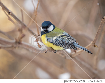 Cute bird Great tit, songbird sitting on a branch without leaves in the autumn or winter. 85215671