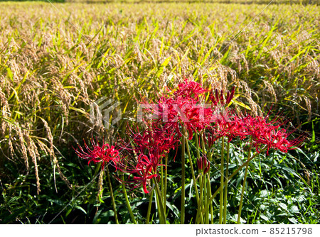 金色稻穗和鮮紅色簇狀孤挺花的合作。金色和紅色的對比很美。 金色稻穗和鮮紅色簇狀孤挺花的合作。金色和紅色的對比很美。 85215798