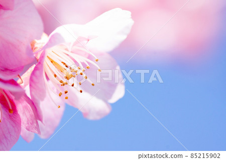 Early spring, close-up of Kawazu cherry blossoms against the backdrop of the blue sky Spring image Early spring, close-up of Kawazu cherry blossoms against the backdrop of the blue sky Spring image 85215902