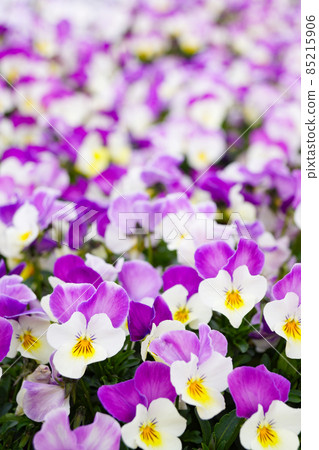 立春，遍地盛開的紫色中提琴 85215906