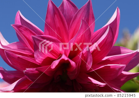 達麗（Dalia）的大粉紅色花朵，深秋盛開 85215945