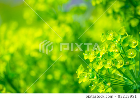 Green flower Euphorbia karachias 85215951