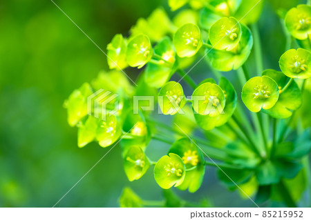 Green flower Euphorbia karachias Green flower Euphorbia karachias 85215952