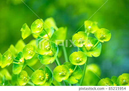 Green flower Euphorbia karachias Green flower Euphorbia karachias 85215954