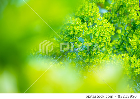 Green flower Euphorbia karachias Green flower Euphorbia karachias 85215956