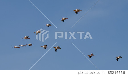 Big beautiful pelicans flying on blue sky 85216336