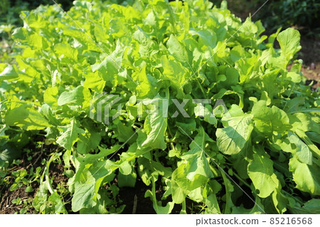 Arugula, a herb leafy vegetable that is delicious both raw and boiled 85216568