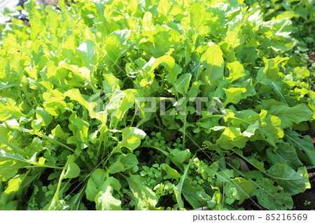 Arugula, a herb leafy vegetable that is delicious both raw and boiled 85216569
