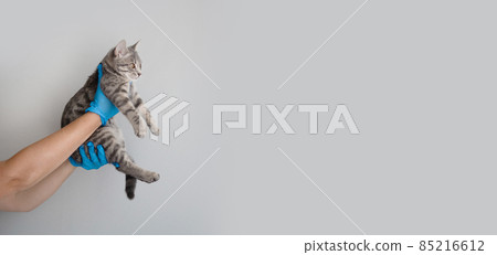 Domestic gray fluffy kitten in the hands of veterinarian on a light background in a clinic Domestic gray fluffy kitten in the hands of veterinarian on a light background in a clinic 85216612