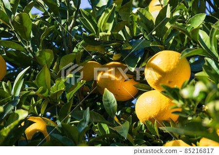 Fresh oranges with a beautiful orange color Fresh oranges with a beautiful orange color 85216817