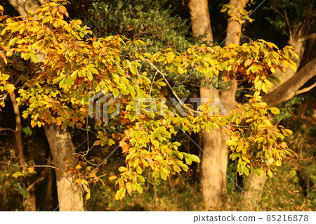 Quercus serrata with beautiful orange leaves in early winter 85216878