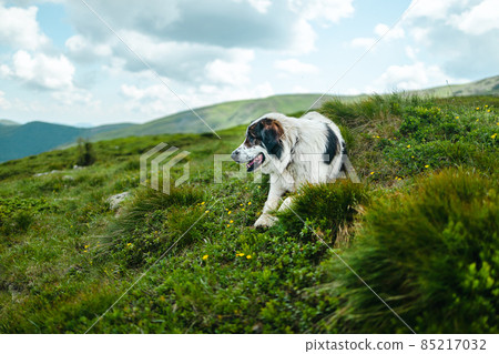 Large white brown shepherd dog with protruding tongue lies on a hill in the grass. Beautiful mountain landscape view. Large white brown shepherd dog with protruding tongue lies on a hill in the grass. Beautiful mountain landscape view. 85217032