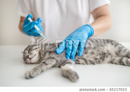 Veterinarian doctor or nurse in a medical rubber glove makes an injection with a medicine for the prevention of disease. Veterinary medicine concept. Veterinarian doctor or nurse in a medical rubber glove makes an injection with a medicine for the prevention of disease. Veterinary medicine concept. 85217033