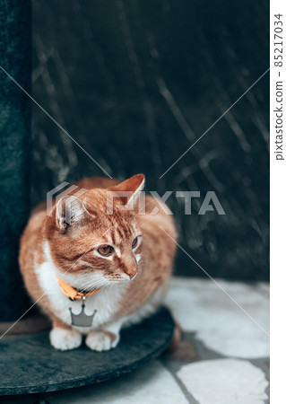 Tabby ginger adult cat sits on the street and looks around. Street cat. Helping pets. Pet day concept Tabby ginger adult cat sits on the street and looks around. Street cat. Helping pets. Pet day concept 85217034