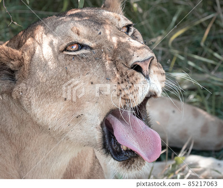 Lions of Maasai Mara Lions of Maasai Mara 85217063