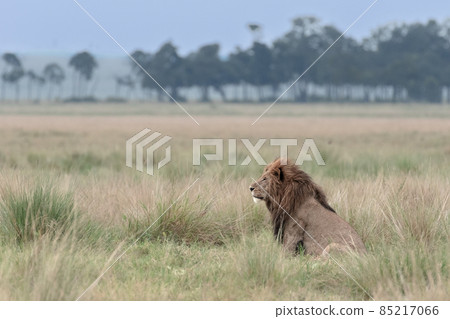 Lions of Maasai Mara Lions of Maasai Mara 85217066