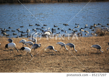 Cheorwon-gun. Cheorwon Crane Village. Exploration 85217207