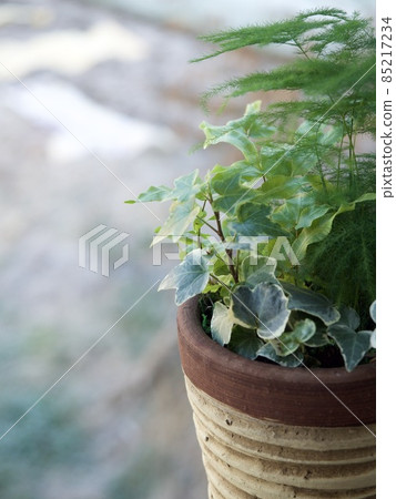 Image of foliage plant material 85217234