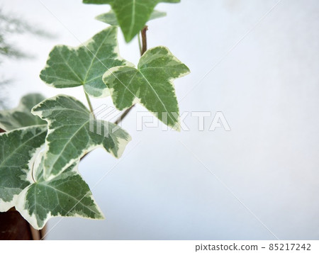 Image of foliage plant material 85217242