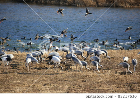 Gangwon-do, Cheorwon Crane Village, Cheorwon-gun, Birdwatching Gangwon-do, Cheorwon Crane Village, Cheorwon-gun, Birdwatching 85217630