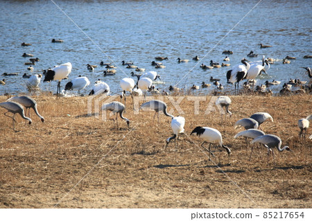 Gangwon-do, Cheorwon Crane Village, Cheorwon-gun, Birdwatching 85217654