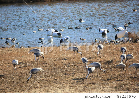 Gangwon-do, Cheorwon Crane Village, Cheorwon-gun, Birdwatching 85217670