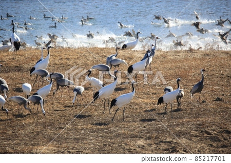 Gangwon-do, Cheorwon Crane Village, Cheorwon-gun, Birdwatching Gangwon-do, Cheorwon Crane Village, Cheorwon-gun, Birdwatching 85217701