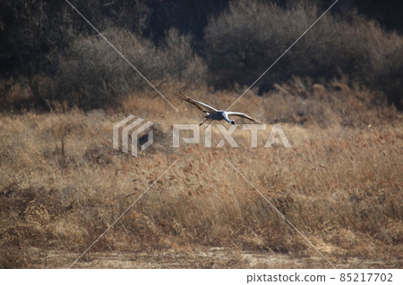 Gangwon-do, Cheorwon Crane Village, Cheorwon-gun, Birdwatching 85217702