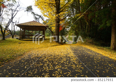 Ginkgo road Ginkgo road 85217931