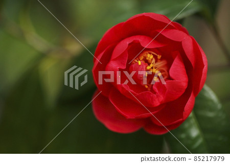 茶花 85217979