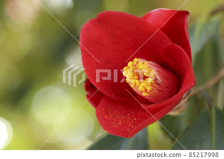 茶花 85217998