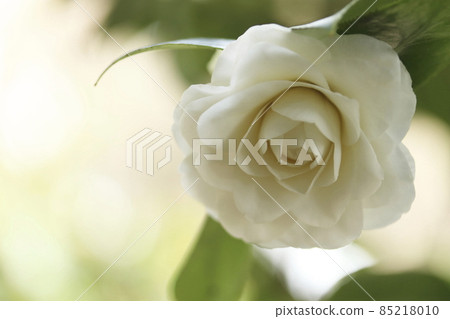 Camellia 85218010