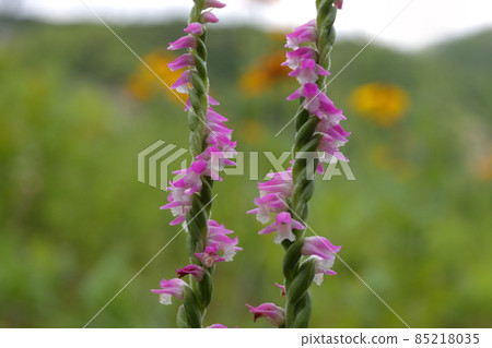 螺絲香蕉 85218035