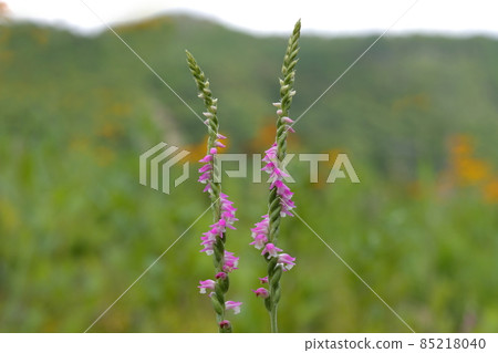 螺絲香蕉 85218040